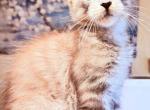Polydactyl Silver Male - Maine Coon Kitten For Sale - Grant Valkaria&comma; FL&comma; US