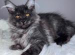 Bunya - Maine Coon Kitten For Sale - Virginia Bch&comma; VA&comma; US