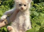 Red silver female - Maine Coon Kitten For Sale - Springfield&comma; MA&comma; US