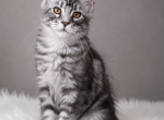 Girl V80 - Maine Coon Kitten For Sale - Virginia Bch&comma; VA&comma; US