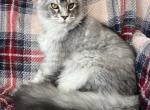 Mike - Maine Coon Kitten For Sale - Virginia Bch&comma; VA&comma; US