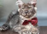 Qvest - Maine Coon Kitten For Sale - Virginia Bch&comma; VA&comma; US