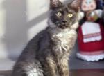 Stirch - Maine Coon Kitten For Sale - Virginia Bch&comma; VA&comma; US
