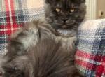 Boy V67 - Maine Coon Kitten For Sale - 