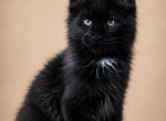 Boy V72 - Maine Coon Kitten For Sale - 