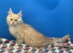Red silver female - Maine Coon Kitten For Sale - Springfield&comma; MA&comma; US