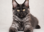 Girl V77 - Maine Coon Cat For Sale - Millingport&comma; NC&comma; US