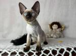 Chocolate point - Devon Rex Kitten For Sale - Hollywood&comma; FL&comma; US