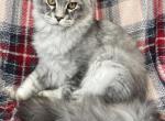 Mike - Maine Coon Kitten For Sale - Millingport&comma; NC&comma; US