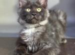Stitch - Maine Coon Kitten For Sale - Millingport&comma; NC&comma; US