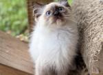 Aspen - Ragdoll Kitten For Sale - 