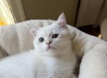 Elon - British Shorthair Kitten For Sale - Bensalem&comma; PA&comma; US