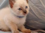 Sammy Seal  Point Siamese - Siamese Kitten For Sale - Travelers Rest&comma; SC&comma; US