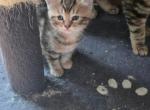 No - Domestic Kitten For Sale - Wyandotte&comma; MI&comma; US
