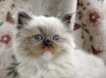 Baby Seal Mitted girl - Ragdoll Kitten For Sale - Annapolis Junction&comma; MD&comma; US