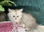 Silver kittens - Siberian Kitten For Sale - Springfield&comma; MA&comma; US