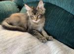 Brown boy - Maine Coon Kitten For Sale - Springfield&comma; MA&comma; US