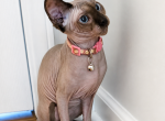 Mini litter - Sphynx Kitten For Sale - Four Oaks&comma; NC&comma; US