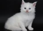 Emperor - Maine Coon Kitten For Sale - 