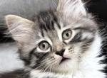 Fluffy - Maine Coon Kitten For Sale - GA&comma; US