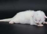 Klaus - Maine Coon Kitten For Sale - 