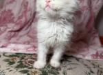 Holly's Litter - Ragdoll Kitten For Sale - Winter Park&comma; FL&comma; US