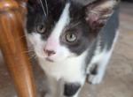 echo - Domestic Kitten For Adoption - Blaine&comma; MN&comma; US