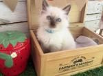 Daiquiri - Ragdoll Kitten For Sale - FL&comma; US