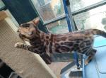 Quillan's brown girl with a T - Bengal Kitten For Sale - Buellton&comma; CA&comma; US