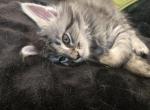 Main Coon Kittens with Breeding Rights - Maine Coon Kitten For Sale - Bellevue&comma; TN&comma; US
