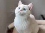 Lamajeur Cattery Chinchilla kitten deep blue eyes - British Shorthair Kitten For Sale - Boston&comma; MA&comma; US