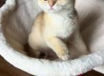 Lamajeur Cattery Golden Chinchilla kitten - British Shorthair Kitten For Sale - Boston&comma; MA&comma; US