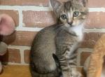 Abby - Abyssinian Kitten For Sale - East Earl&comma; PA&comma; US
