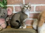 Abyssinian type mixed breed kitten - Abyssinian Kitten For Sale - 