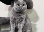 Helga - British Shorthair Cat For Adoption - NY&comma; US