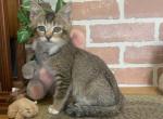 Abyssinian type Mixed Breed Kitten - Abyssinian Kitten For Sale - East Earl&comma; PA&comma; US