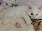 Knuckles - Maine Coon Kitten For Sale - 