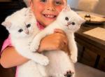 Arctic - British Shorthair Kitten For Sale - Phila&comma; PA&comma; US