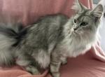 Maine coon female - Maine Coon Cat For Sale/Service - Goshen&comma; AL&comma; US