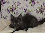 Cali - Maine Coon Kitten For Sale - 
