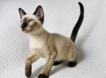 Male classic seal point Siamese - Siamese Kitten For Sale - Terrell&comma; TX&comma; US