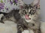 Calypso - Maine Coon Kitten For Sale - Wilmington&comma; OH&comma; US