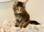 May Kittens - Maine Coon Kitten For Sale - Boscawen&comma; NH&comma; US