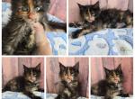 Tortie - Maine Coon Kitten For Sale - 