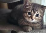 Stella - Scottish Straight Kitten For Sale - Chicago&comma; IL&comma; US