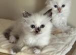 Cinder - Ragdoll Kitten For Sale - 