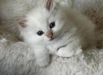 Torch - Ragdoll Kitten For Sale - Columbia&comma; MO&comma; US
