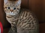 Tiger - Scottish Fold Kitten For Sale - Chicago&comma; IL&comma; US