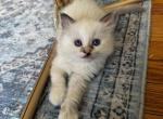 Kindle - Ragdoll Kitten For Sale - 