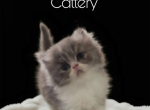 Persians kittens  boys - Persian Kitten For Sale - Woodburn&comma; IN&comma; US